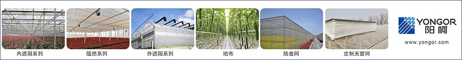 陽(yáng)柯