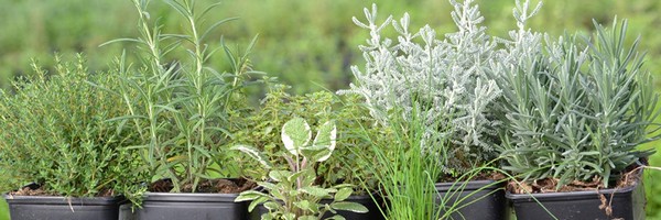 西班牙花卉行業(yè)遭受重創(chuàng)