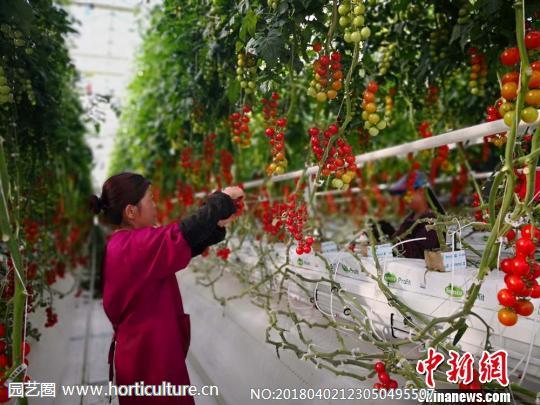 海升集團(tuán)平?jīng)龌?工作人員打理番茄 崔琳攝.jpg