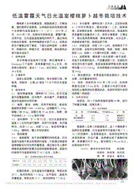 低溫霧霾天氣日光溫室櫻桃蘿卜越冬栽培技術(shù)