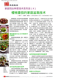 家庭陽(yáng)臺(tái)種菜技術(shù)系列談4 櫻桃番茄的家庭盆栽技術(shù)