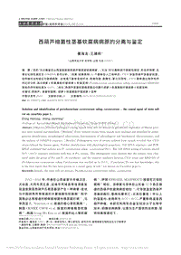 西葫蘆細(xì)菌性莖基軟腐病病原的分離與鑒定