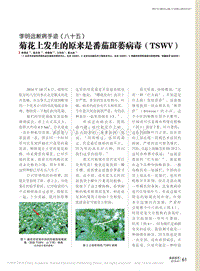 李明遠(yuǎn)斷病手跡（八十五） 菊花上發(fā)生的原來(lái)是番茄斑萎病毒（TSWV）.pdf