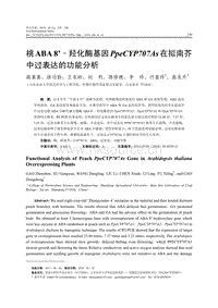 桃ABA8''-羥化酶基因PpeCYP707As在擬南芥中過(guò)表達(dá)的功能分析.pdf