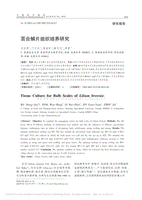 百合鱗片組織培養(yǎng)研究