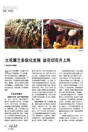 大花蕙蘭多級化發(fā)展盆花切花齊上陣.pdf