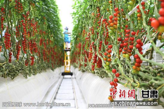 張掖海升現代智能溫室