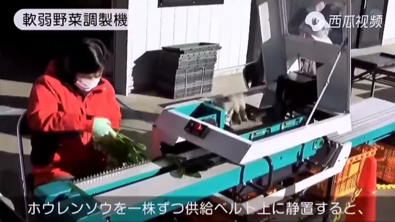 看日本如何機(jī)械化采收、清凈、包裝菠菜值得借鑒.mp4