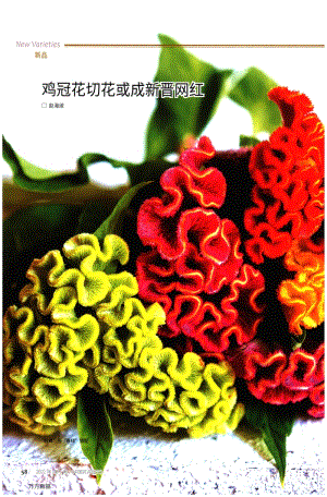 雞冠花切花或成新晉網(wǎng)紅.pdf