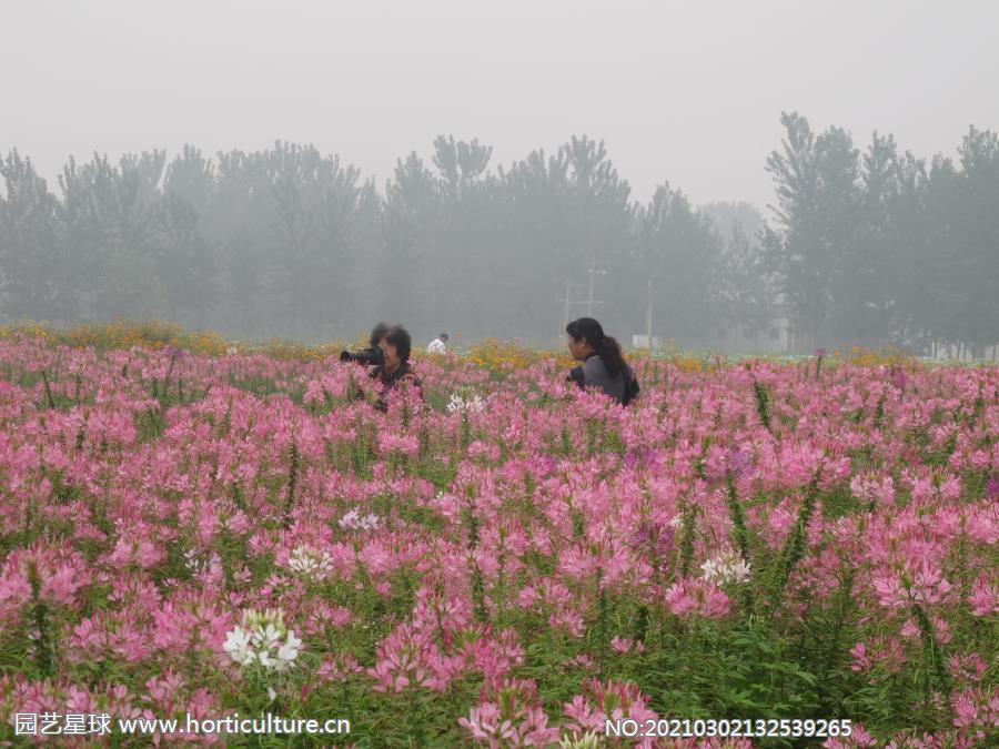 攝影采風(fēng)：醉蝶花.JPG