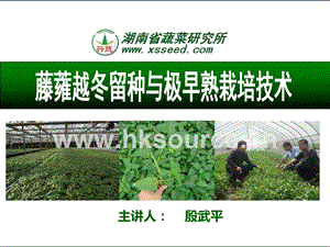 藤蕹越冬留種與極早熟栽培技術-殷武平.ppt