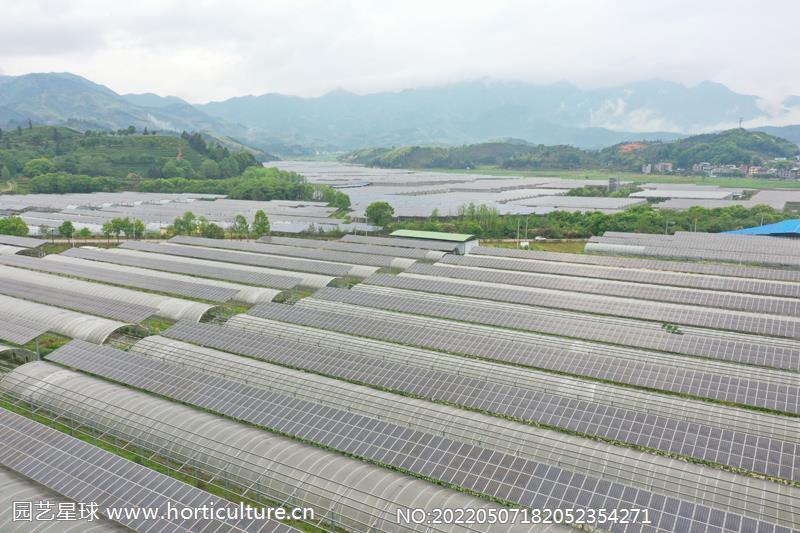 4月13日拍攝的福建省政和縣東平現(xiàn)代農(nóng)業(yè)光伏產(chǎn)業(yè)園一角（無人機(jī)照片）2.jpg