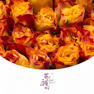 肯尼亞玫瑰-花冊.pdf