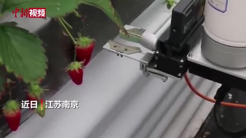 草莓采摘機(jī)器人來(lái)啦！南農(nóng)大自主研發(fā)多款草莓智能農(nóng)機(jī).mp4
