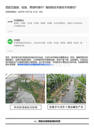 西甜瓜插接、貼接、劈接咋操作？嫁接栽培關(guān)鍵技術(shù)有哪些？.pdf