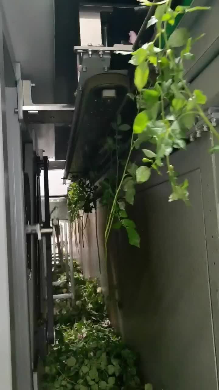 立式智能玫瑰花分級(jí)設(shè)備.mp4