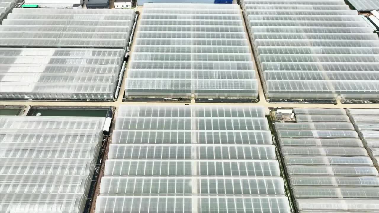 臥式智能玫瑰花分級(jí)設(shè)備.mp4