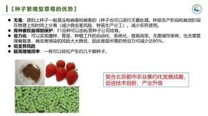 種子繁殖型草莓的優(yōu)勢(shì).jpg