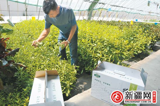盆栽蔬菜進(jìn)大棚.jpeg