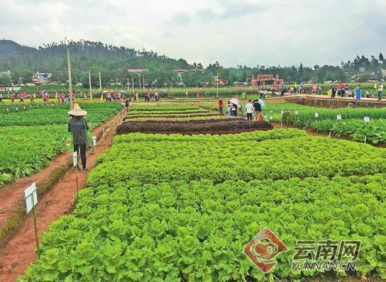中國(guó)云南蔬菜種業(yè)博覽會(huì)在武定舉行5.jpg