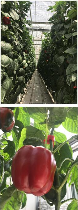 京郊首次工廠(chǎng)化生產(chǎn)甜椒試種成功.jpg