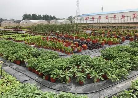 400多種蔬菜爭(zhēng)搶2019北京世園會(huì)入場(chǎng)券2.jpg