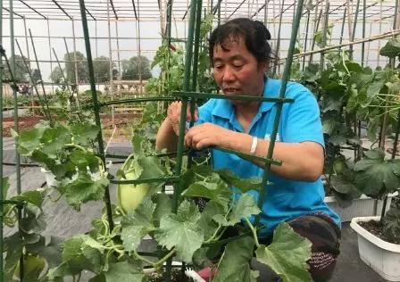 400多種蔬菜爭(zhēng)搶2019北京世園會(huì)入場(chǎng)券3.jpg