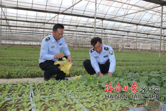 三亞構(gòu)建市、區(qū)、村三級農(nóng)產(chǎn)品質(zhì)量安全檢測體系，在全市蔬菜基地共配備221名安監(jiān)員，及時將蔬菜送檢。圖為安監(jiān)員正在蔬菜基地抽樣。記者易宗平攝