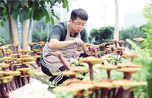 即墨光伏農(nóng)業(yè)“星創(chuàng)天地”基地內(nèi),大學生創(chuàng)客鹿秀棟在做靈芝采收前的預處理。 梁孝鵬攝(中經(jīng)視覺).jpg