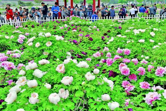4月12日,“中國牡丹之都”菏澤市舉辦第28屆菏澤國際牡丹文化旅游節(jié),游客爭睹牡丹風(fēng)采。 新華社發(fā).jpeg