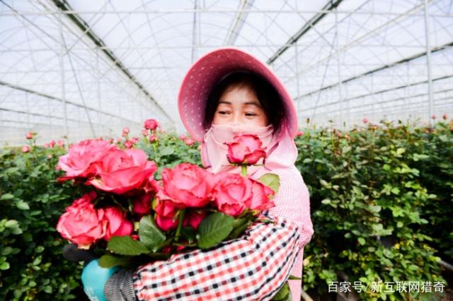 聚劃算千畝情人節(jié)鮮花三天賣空,“浪漫經(jīng)濟”不容小覷1.jpg