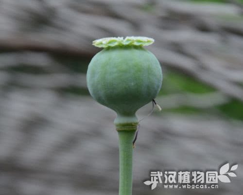 罌粟果實(shí).jpg